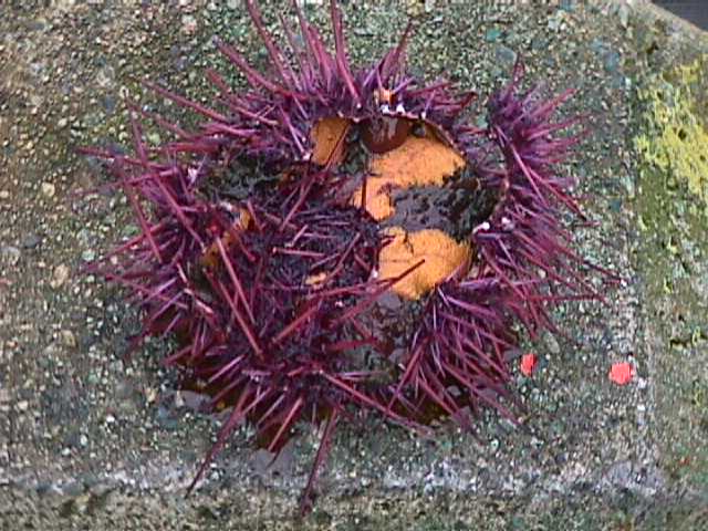 cracked urchins